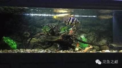 龍魚(yú)跳缸后的處理方法（龍魚(yú)從魚(yú)缸跳出來(lái)掉在地上是否會(huì)有事）