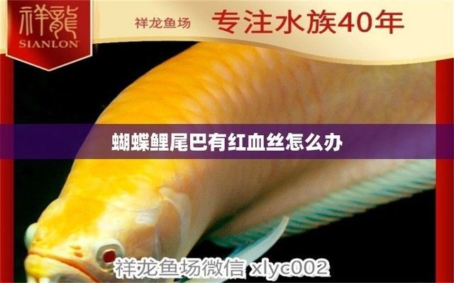 龍魚尾巴有血絲正常嗎怎么治：龍魚尾巴出現(xiàn)紅血絲是正常現(xiàn)象，可能是多種因素引起的