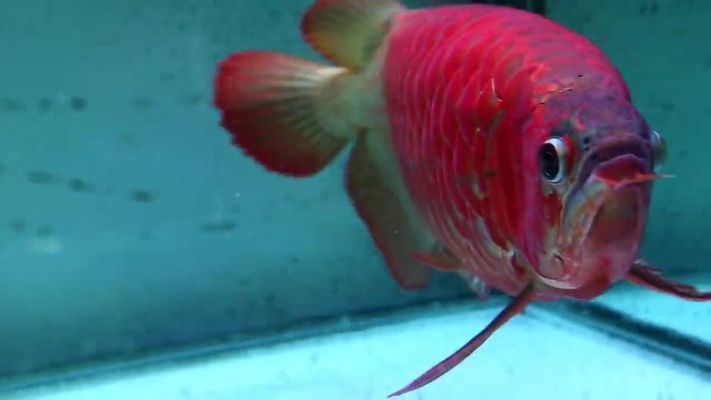 賽級紅龍魚圖片高清：關于賽級紅龍魚的高清圖片和相關信息，紅龍魚飼養技巧 賽級紅龍魚圖片高清：關于賽級紅龍魚的高清圖片和相關信息，紅龍魚飼養技巧 龍魚百科 第2張