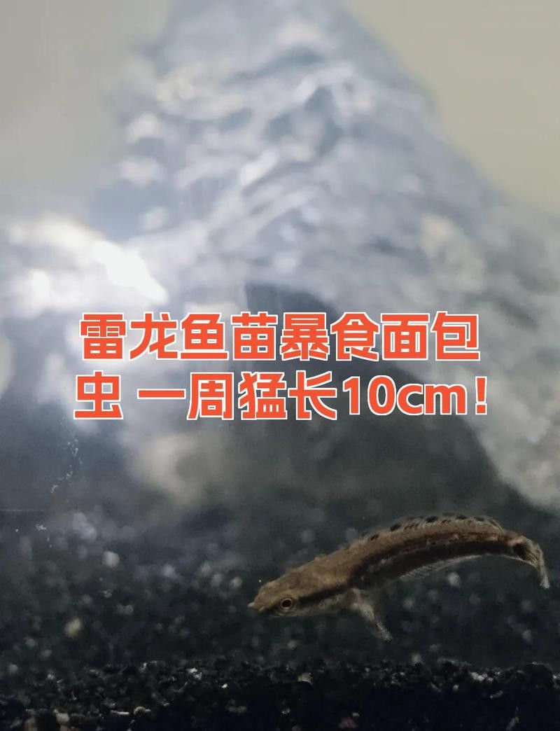 龍魚苗生長到5cm需要多久