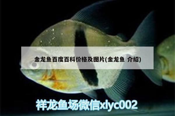 金龍魚百度百科價格（金龍魚市場價格走勢）