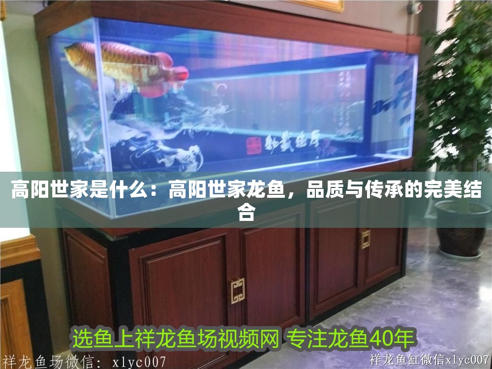 高陽世家是什么：高陽世家龍魚，品質(zhì)與傳承的完美結合