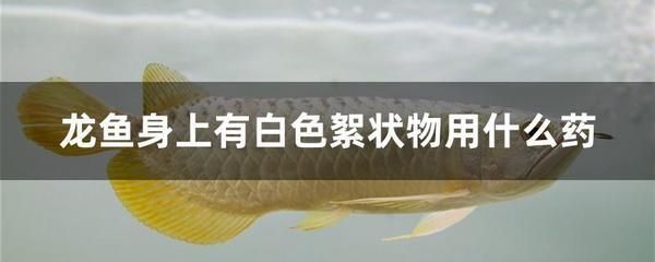 高陽世家是什么：高陽世家龍魚，品質(zhì)與傳承的完美結合