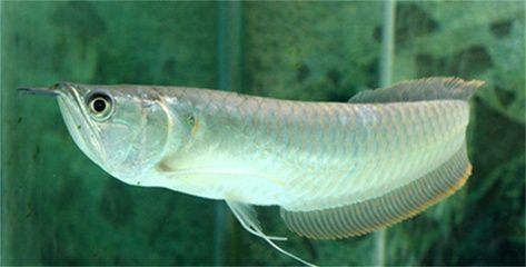 龍魚斜著游可能有多種原因，主要包括以下幾個方面：龍魚斜著游可能有多種原因主要包括以下幾個方面