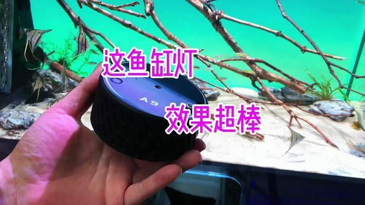 推薦幾款適合龍魚的燈