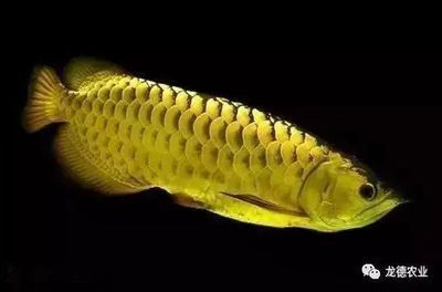 龍魚鱗片有坑：龍魚鱗片上的坑洞可能是由多種因素引起的，龍魚鱗片有坑