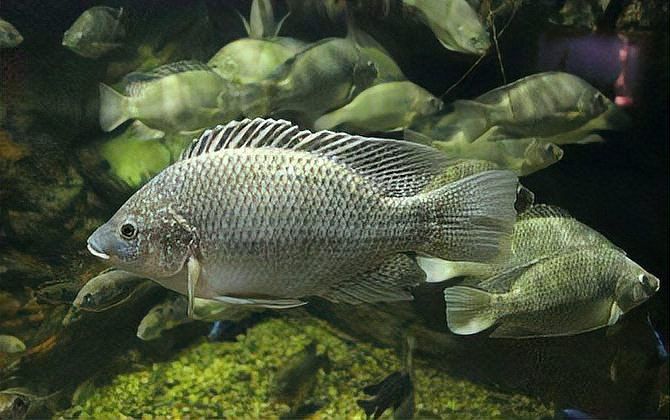 羅非魚可以和龍魚混養嗎