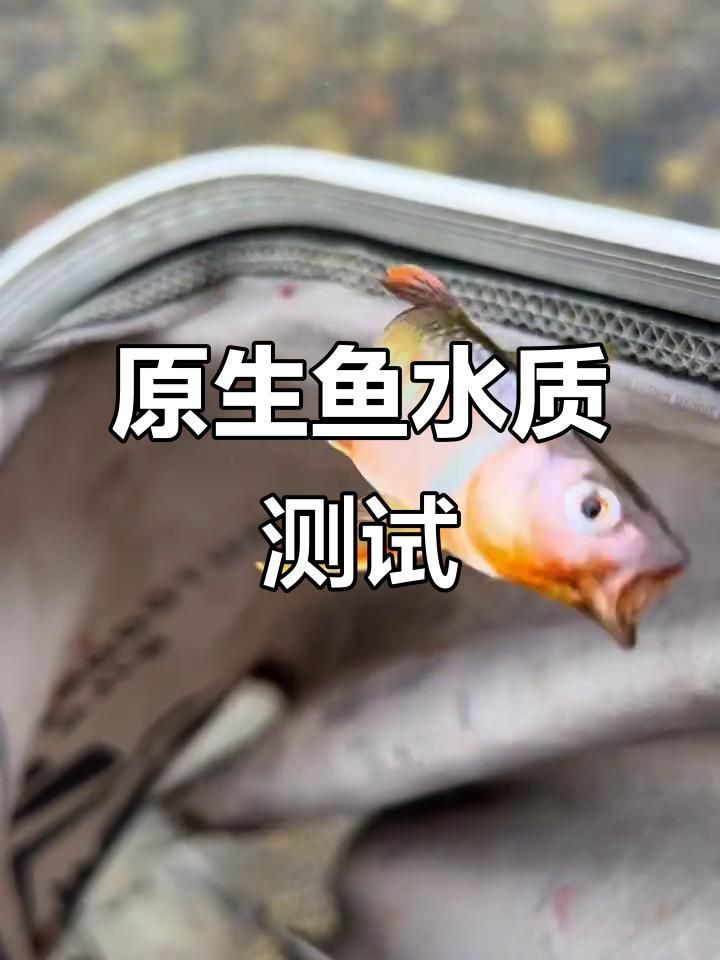 如何判斷自己是否適合養(yǎng)魚(yú)？