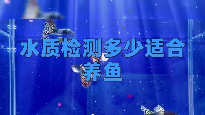 如何判斷自己是否適合養(yǎng)魚(yú)？