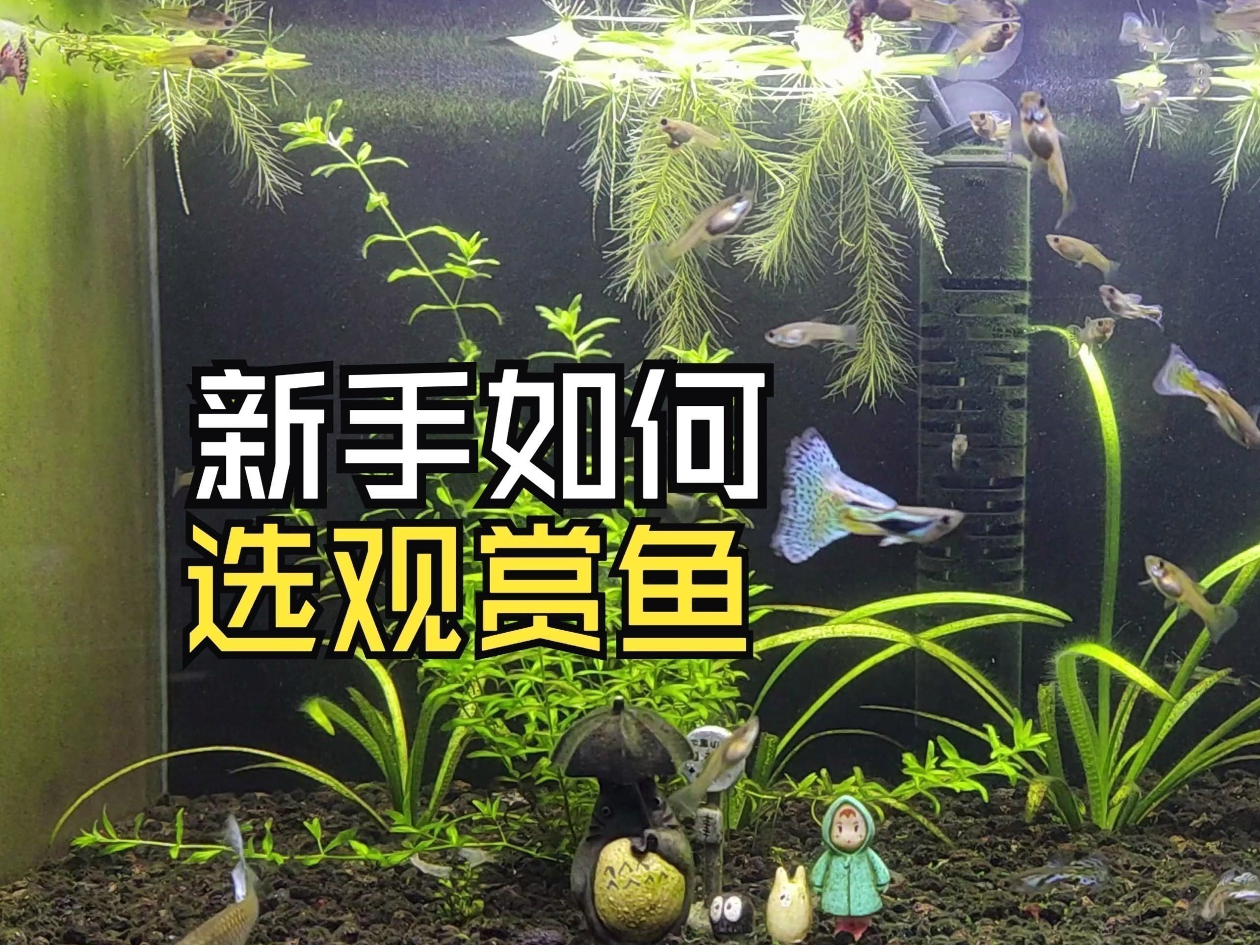 如何判斷自己是否適合養(yǎng)魚(yú)？