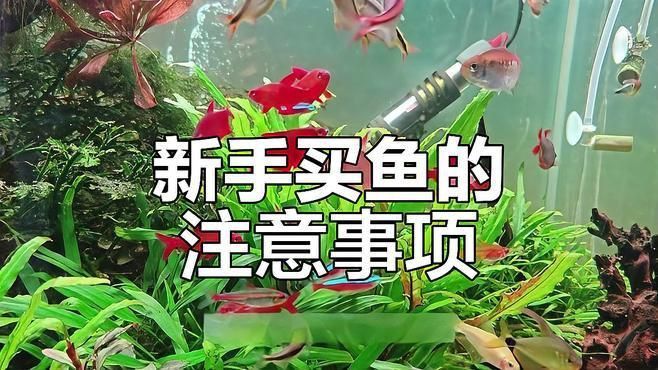 如何判斷自己是否適合養(yǎng)魚(yú)？