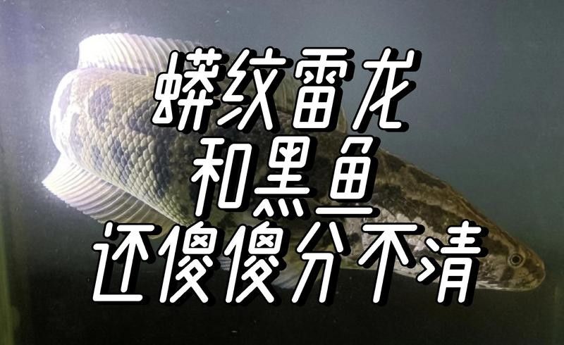 龍魚和黑魚的區別在哪里