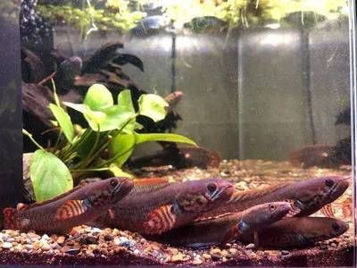 金龍魚和七彩混養的區別在哪：金龍魚和七彩神仙魚在混養時需要注意以下幾點