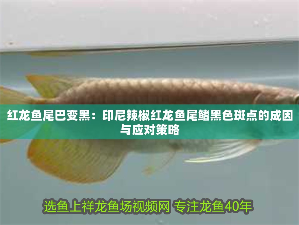 紅龍魚(yú)尾巴變黑：印尼辣椒紅龍魚(yú)尾鰭黑色斑點(diǎn)的成因與應(yīng)對(duì)策略