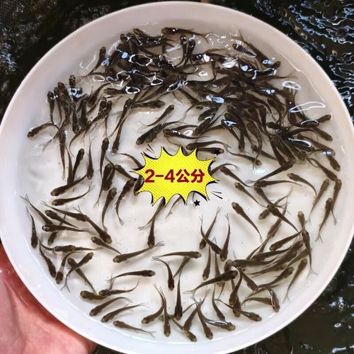 恐龍魚苗吃什么東西長得快