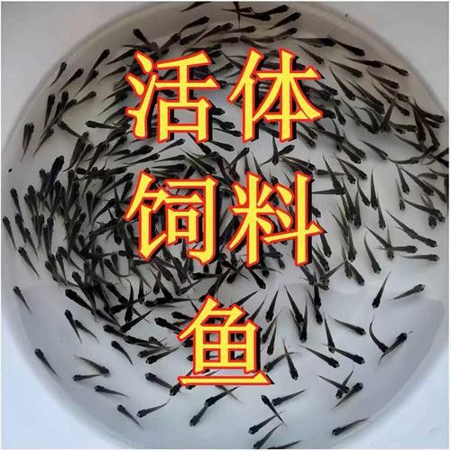 恐龍魚苗吃什么東西長得快
