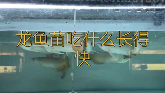 恐龍魚苗吃什么東西長得快
