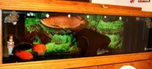 養龍魚要多大的缸最好：養龍魚最適合的魚缸尺寸