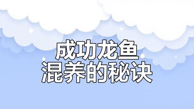 龍魚鯊魚混養(yǎng)怎么養(yǎng)