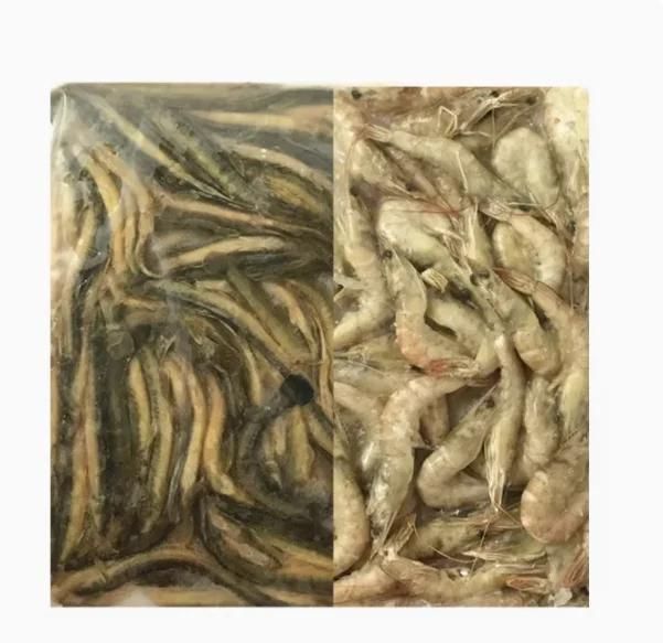 孟吉爾喂麥穗魚好還是蝦好呢