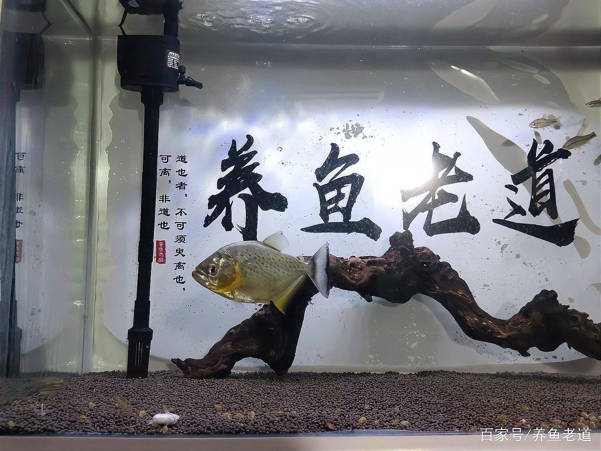 孟吉爾喂麥穗魚好還是蝦好呢