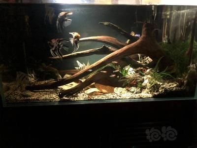 龍魚缸放橄欖葉可以嗎：龍魚缸放橄欖仁葉在魚缸里放橄欖葉的作用