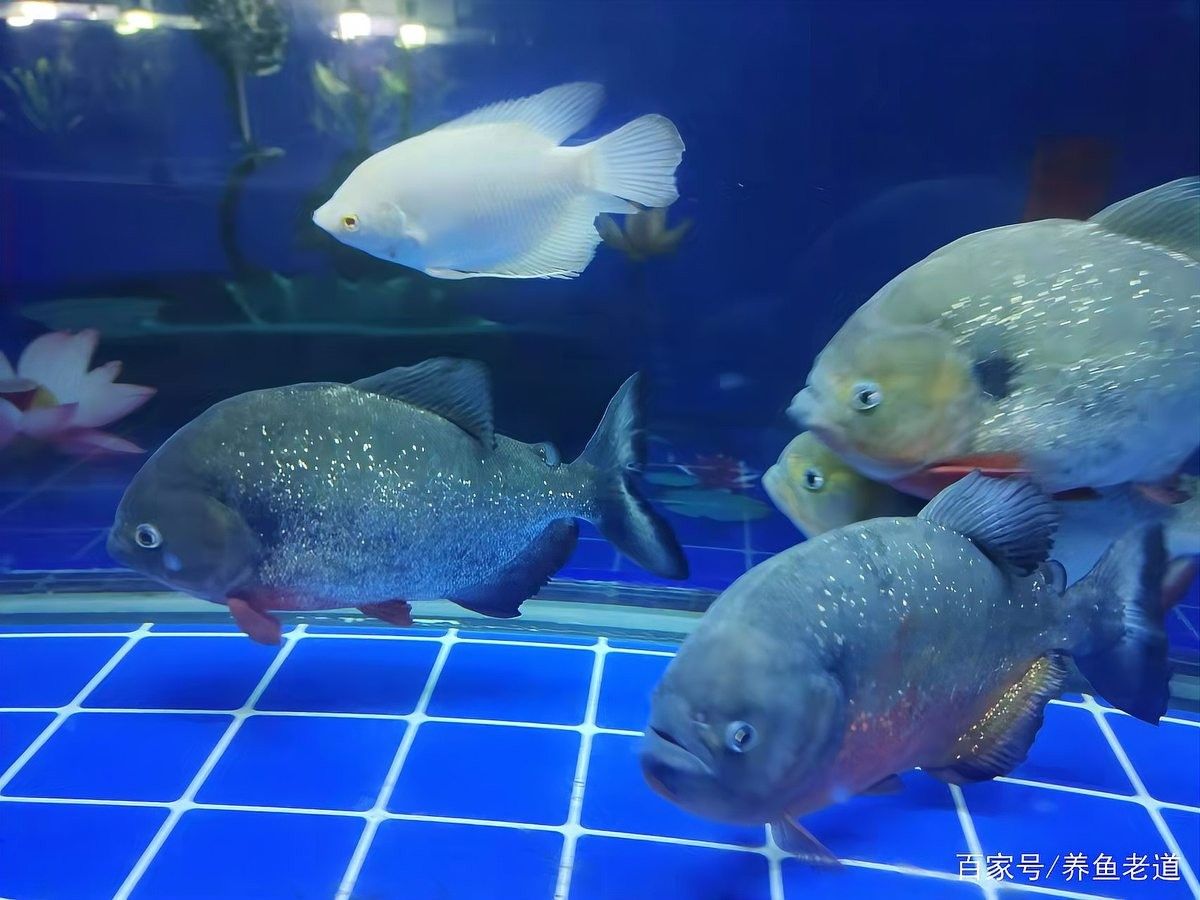 龍魚跟神仙魚混養可以嗎