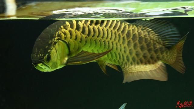 高背紅尾金龍魚：高背紅尾金龍魚與其他魚類混養指南
