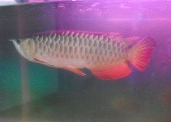 高背紅尾金龍魚：高背紅尾金龍魚與其他魚類混養指南