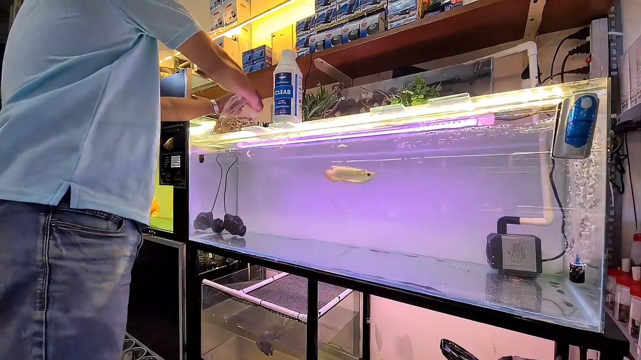 金龍魚和虎魚打架誰會贏