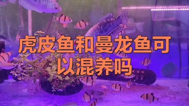 金龍魚和虎魚打架誰會贏