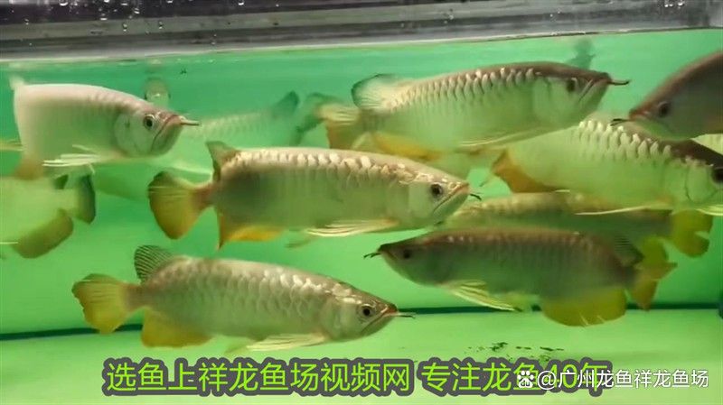 金龍魚和虎魚打架誰會贏