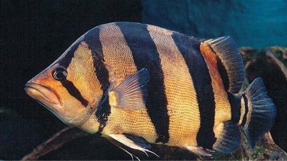 金龍魚和虎魚打架誰會贏
