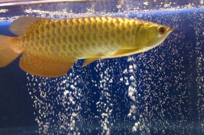 家里龍魚死了（龍魚死亡的原因及處理方式）