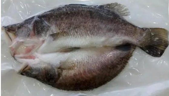 斑龍魚是什么魚類