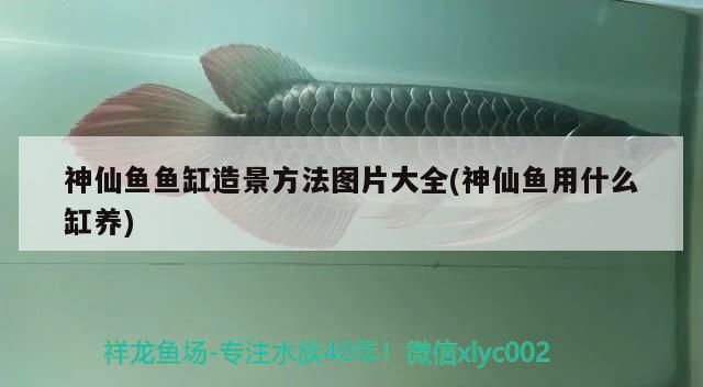 鸚鵡魚 神仙魚魚缸造景方法圖片大全(神仙魚用什么缸養) 龍魚百科 神仙魚魚缸造景方法圖片大全(神仙魚用什么缸養) 神仙魚魚缸造景方法圖片大全(神仙魚用什么缸養) 龍魚百科