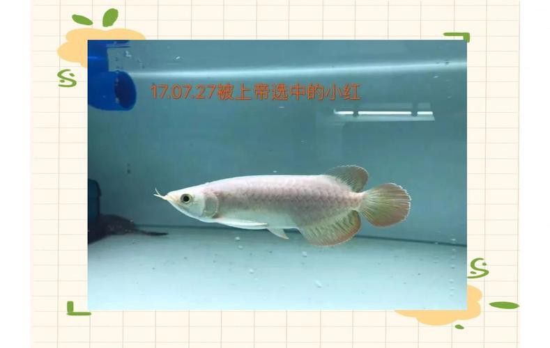 小紅龍魚圖片大全大圖高清壁紙