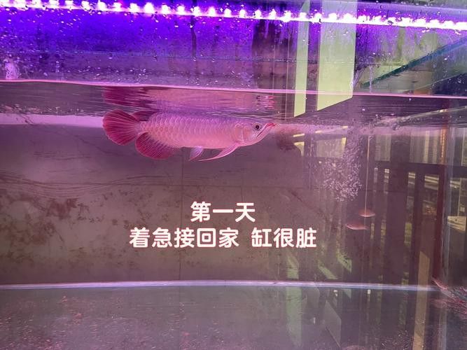 小紅龍魚圖片大全大圖高清壁紙