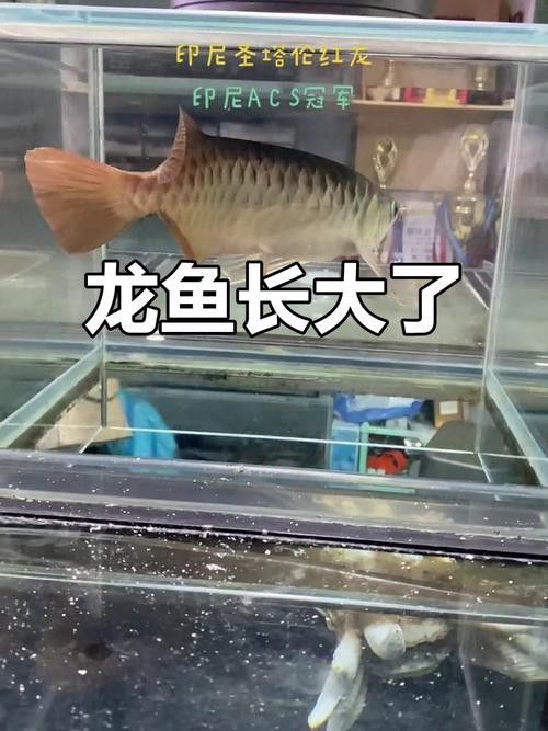 小紅龍魚圖片大全大圖高清壁紙