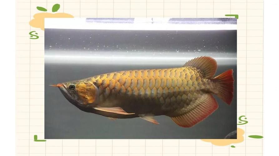 小紅龍魚圖片大全大圖高清壁紙