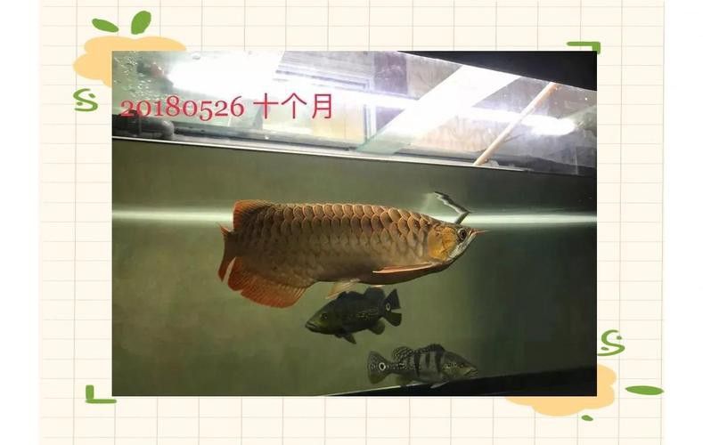 小紅龍魚圖片大全大圖高清壁紙