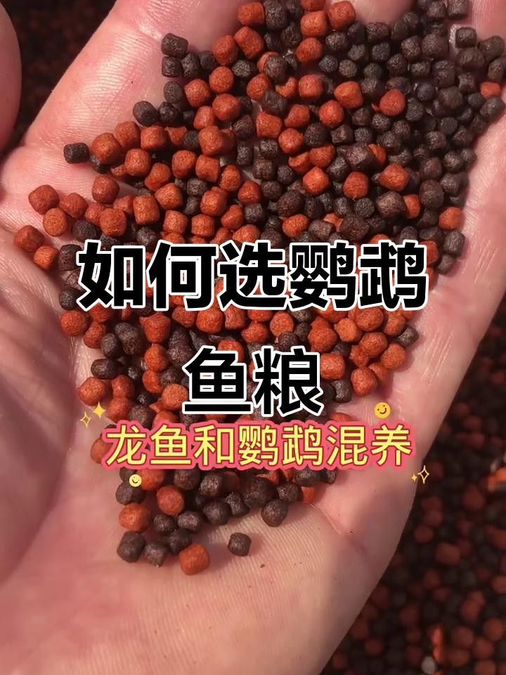 如何自制龍魚發色飼料？