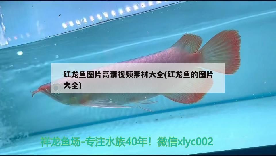 金龍魚混養最佳搭配圖片：金龍魚混養怎么喂食