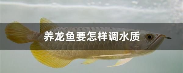 養龍魚用不用加海鹽（養龍魚是否需要加海鹽？）