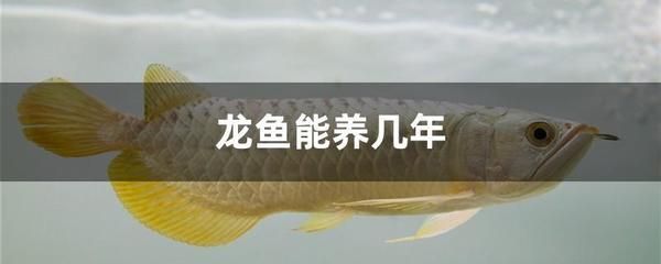 養龍魚用不用加海鹽（養龍魚是否需要加海鹽？）