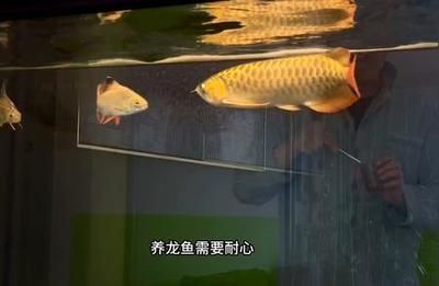 養龍魚用不用加海鹽（養龍魚是否需要加海鹽？）
