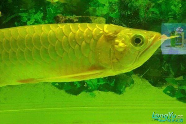龍魚水泡病多久能好