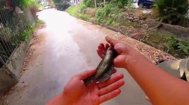 雷龍魚怎么抓（捕捉雷龍魚的方法和注意事項）