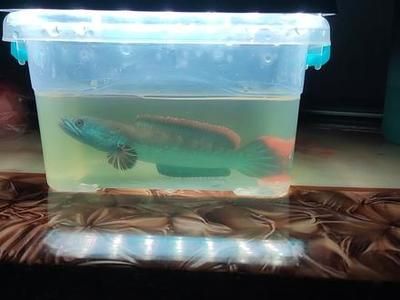 雷龍魚怎么抓（捕捉雷龍魚的方法和注意事項）