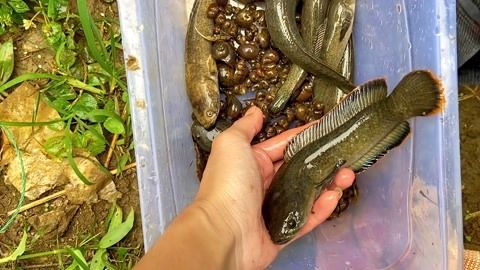 雷龍魚怎么抓（捕捉雷龍魚的方法和注意事項）